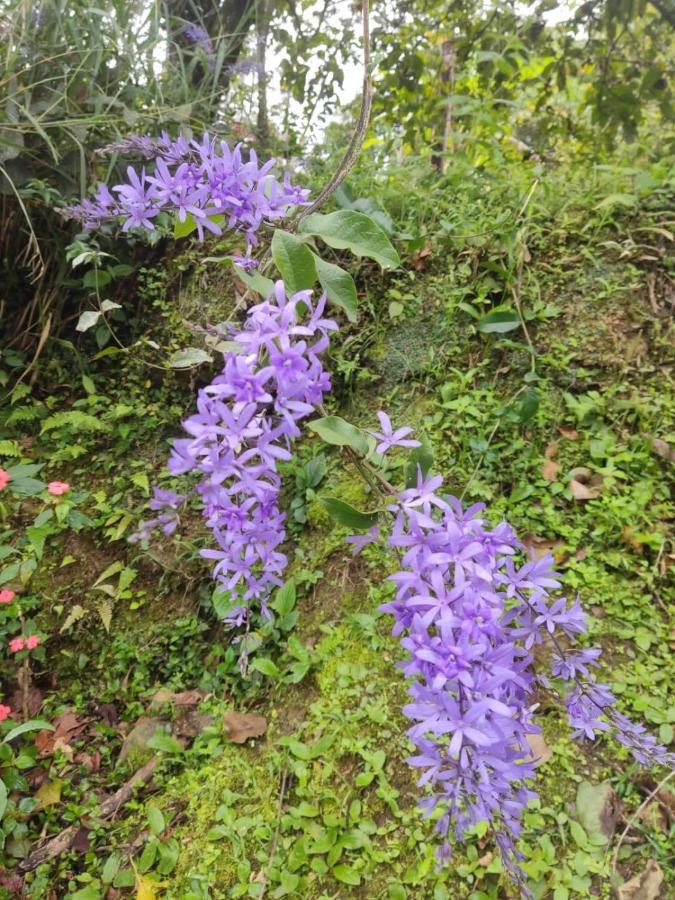 סאסאימה Finca Jardin Del Agua מראה חיצוני תמונה