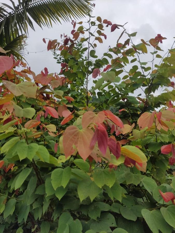 סאסאימה Finca Jardin Del Agua מראה חיצוני תמונה