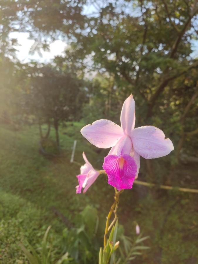 סאסאימה Finca Jardin Del Agua מראה חיצוני תמונה