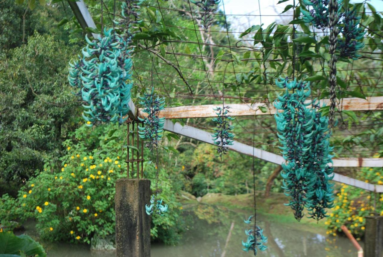 סאסאימה Finca Jardin Del Agua מראה חיצוני תמונה